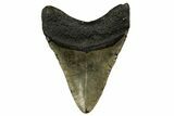 Fossil Megalodon Tooth - North Carolina #328100-1